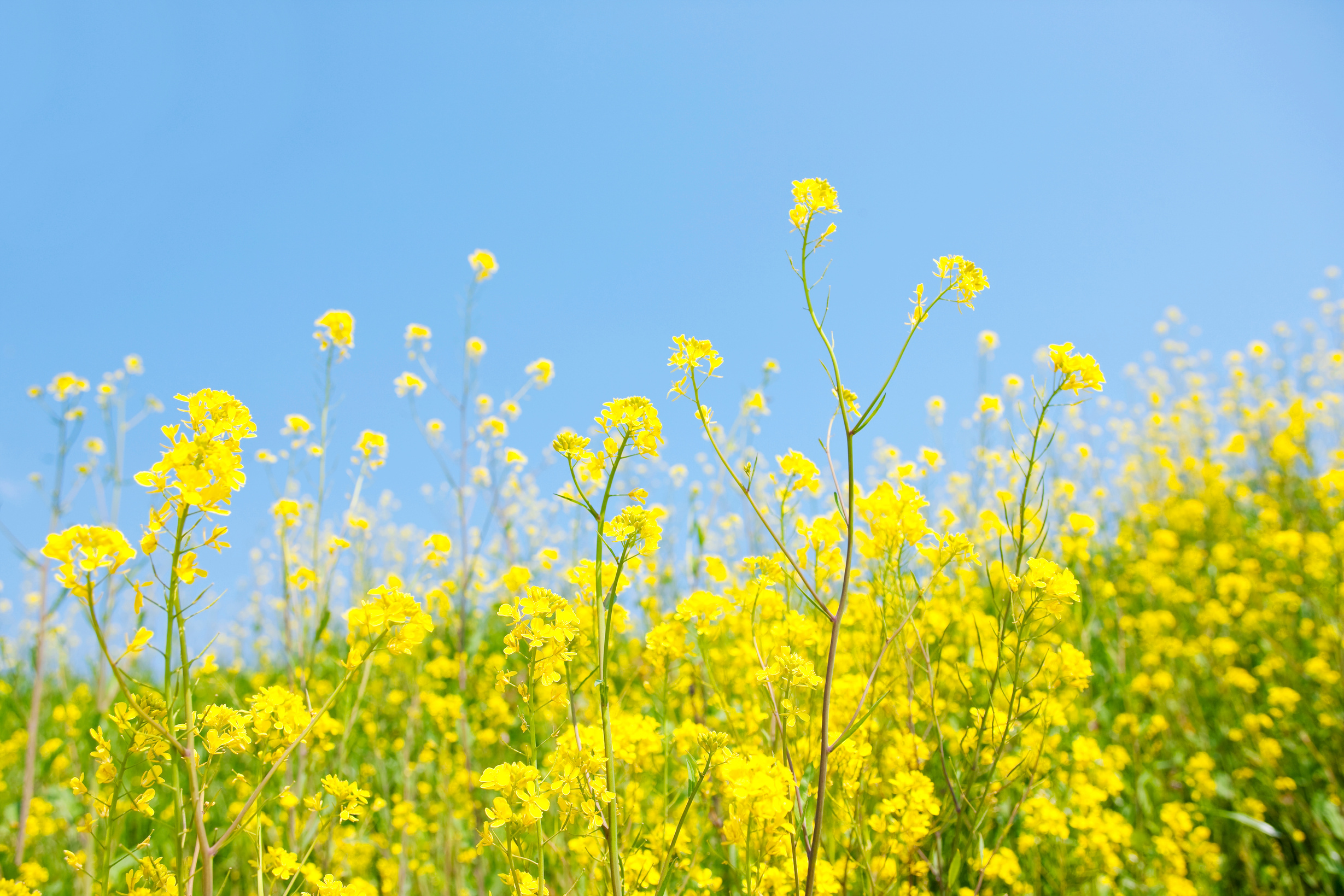 Rape blossoms