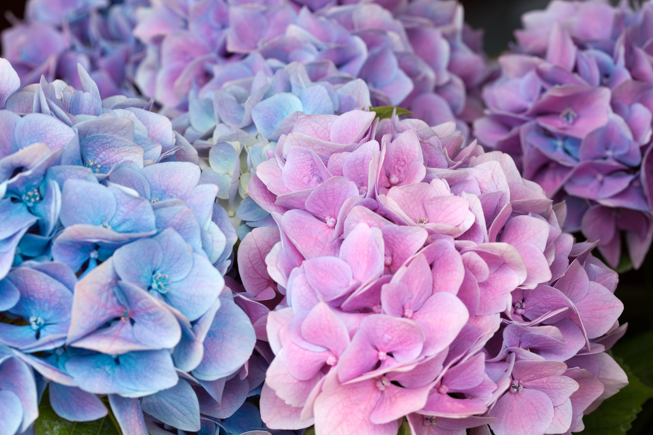 blue and pink hydrangea