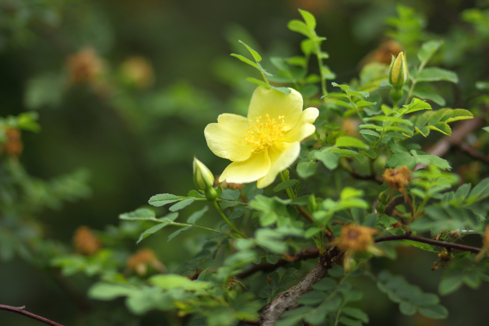 Spring flowers, yellow flowers in the garden, bright flowers on a green background, blank for a designer, beautiful minimalist flowers, art, a botanical garden in the spring