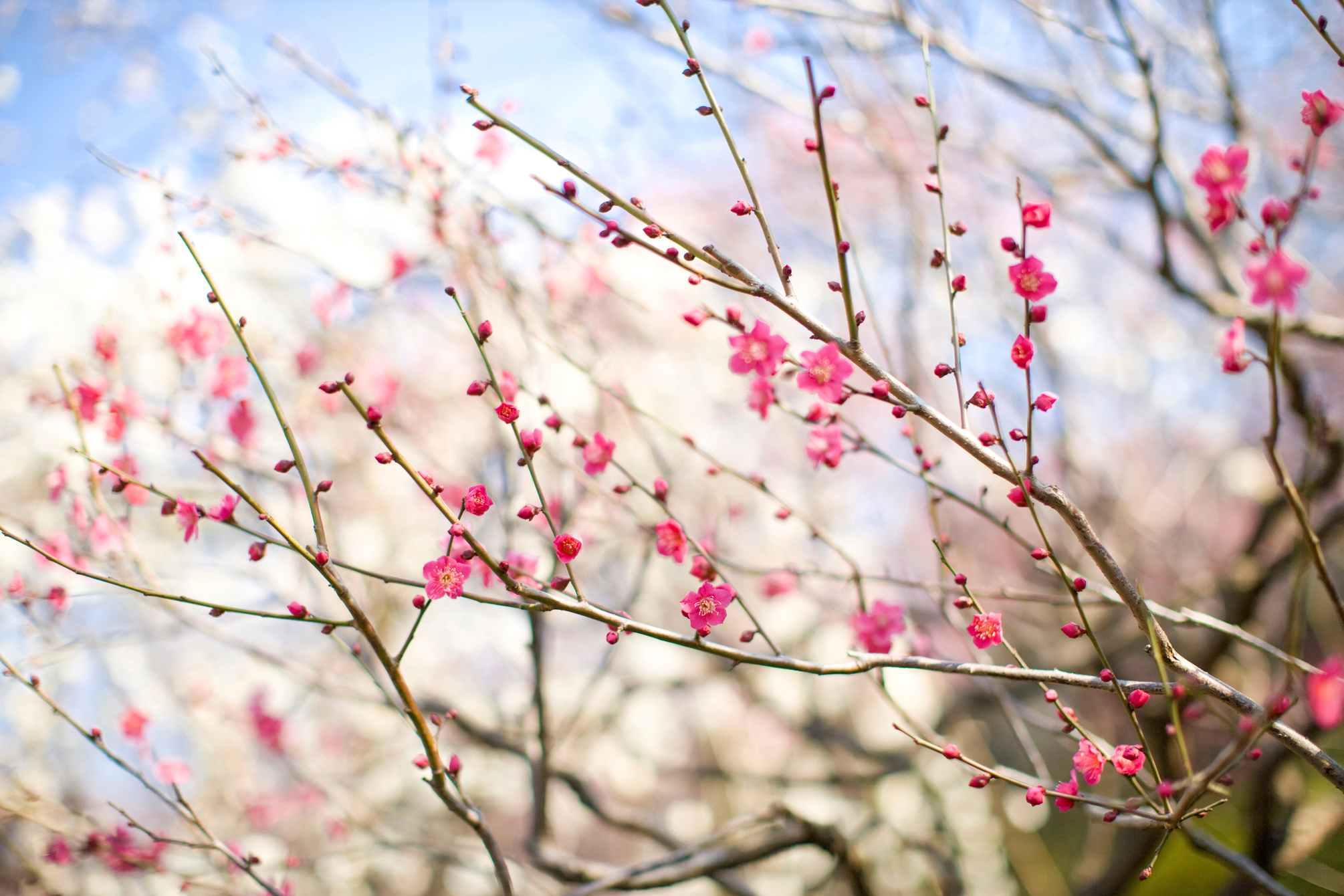 Plum blossom