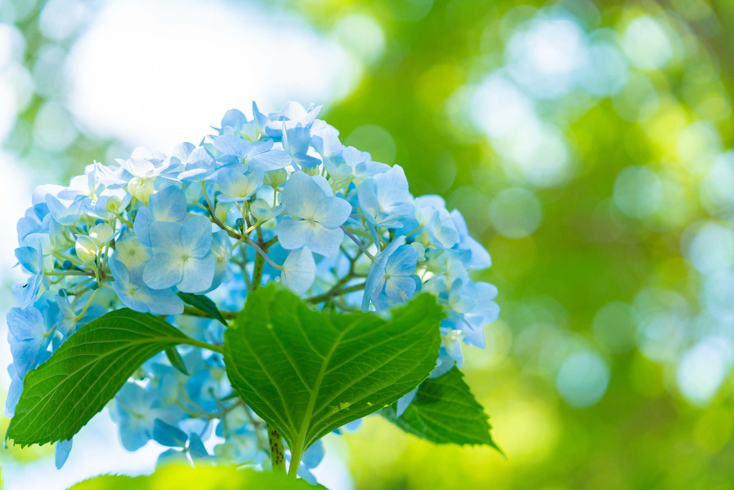 hydrangea (Hydrangea macrophylla)