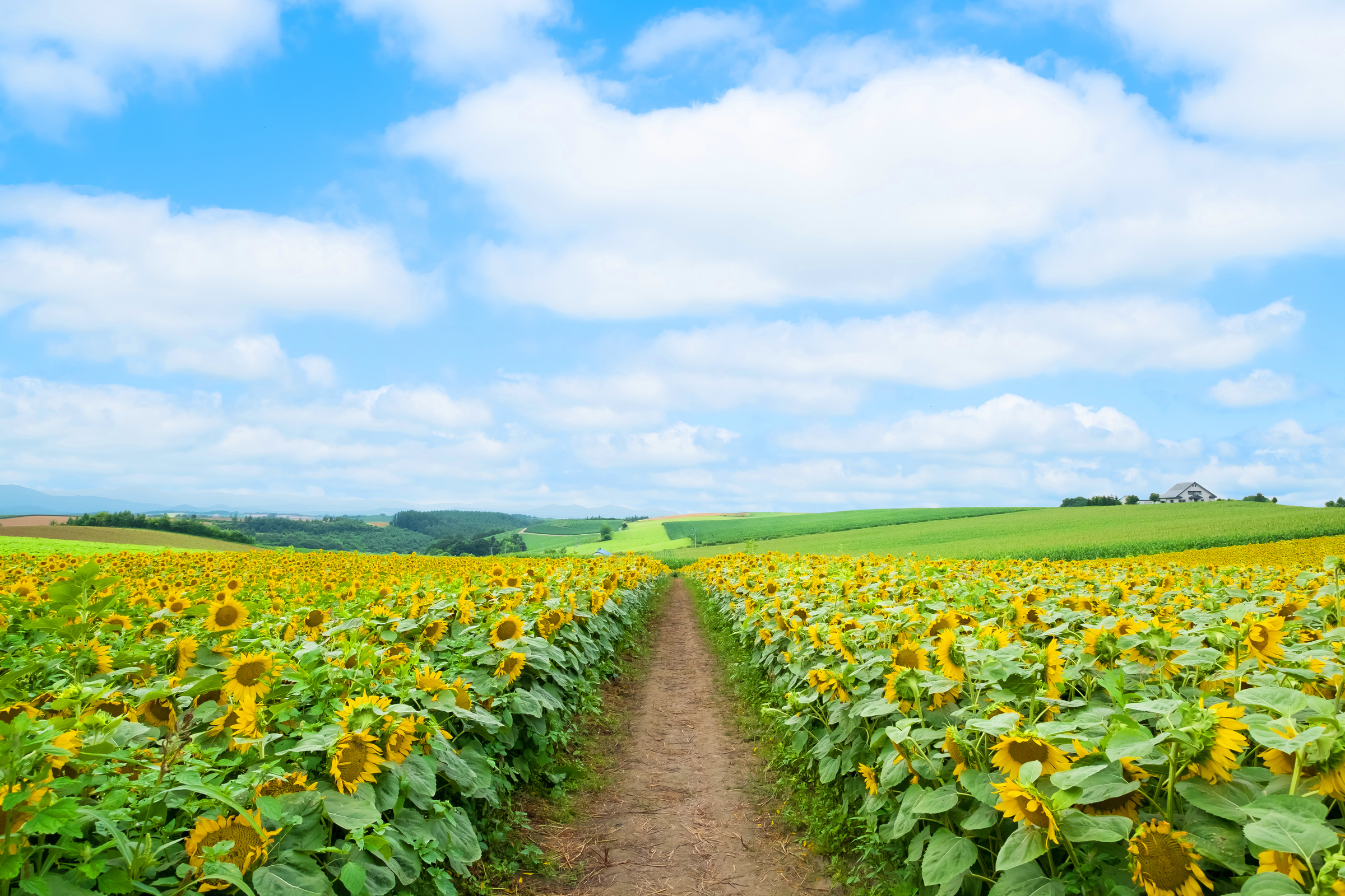 SunFlower Field in Hokkaido