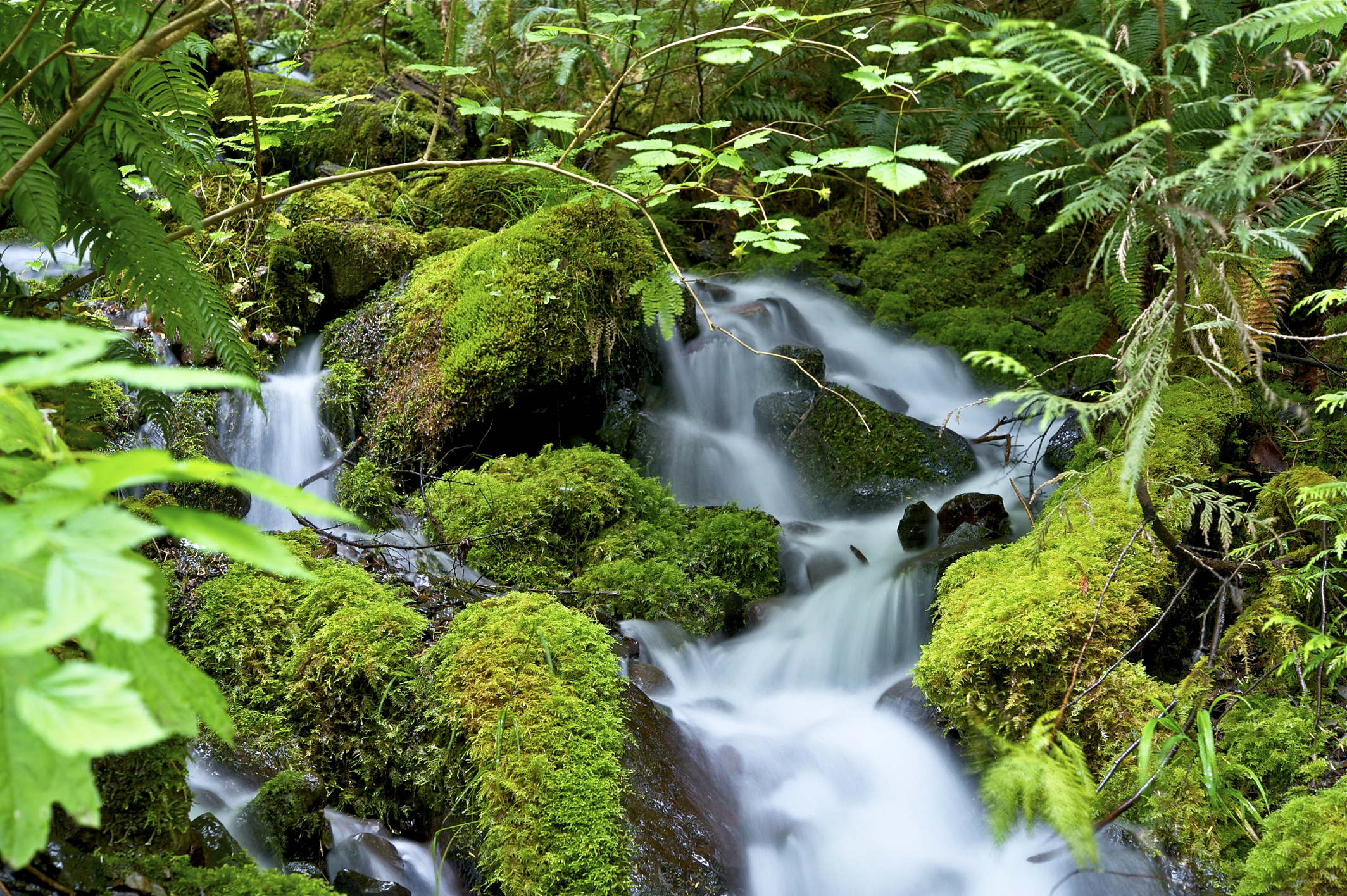 Green Nature