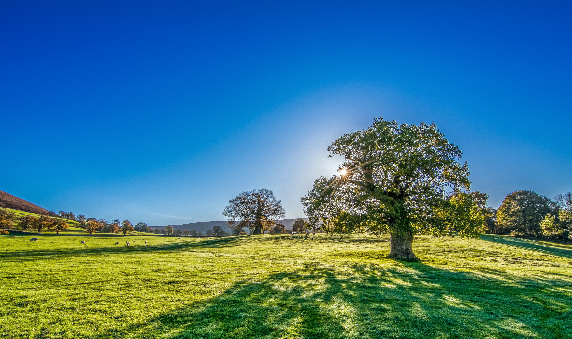 Tree in the Meadow on a Sunny Day