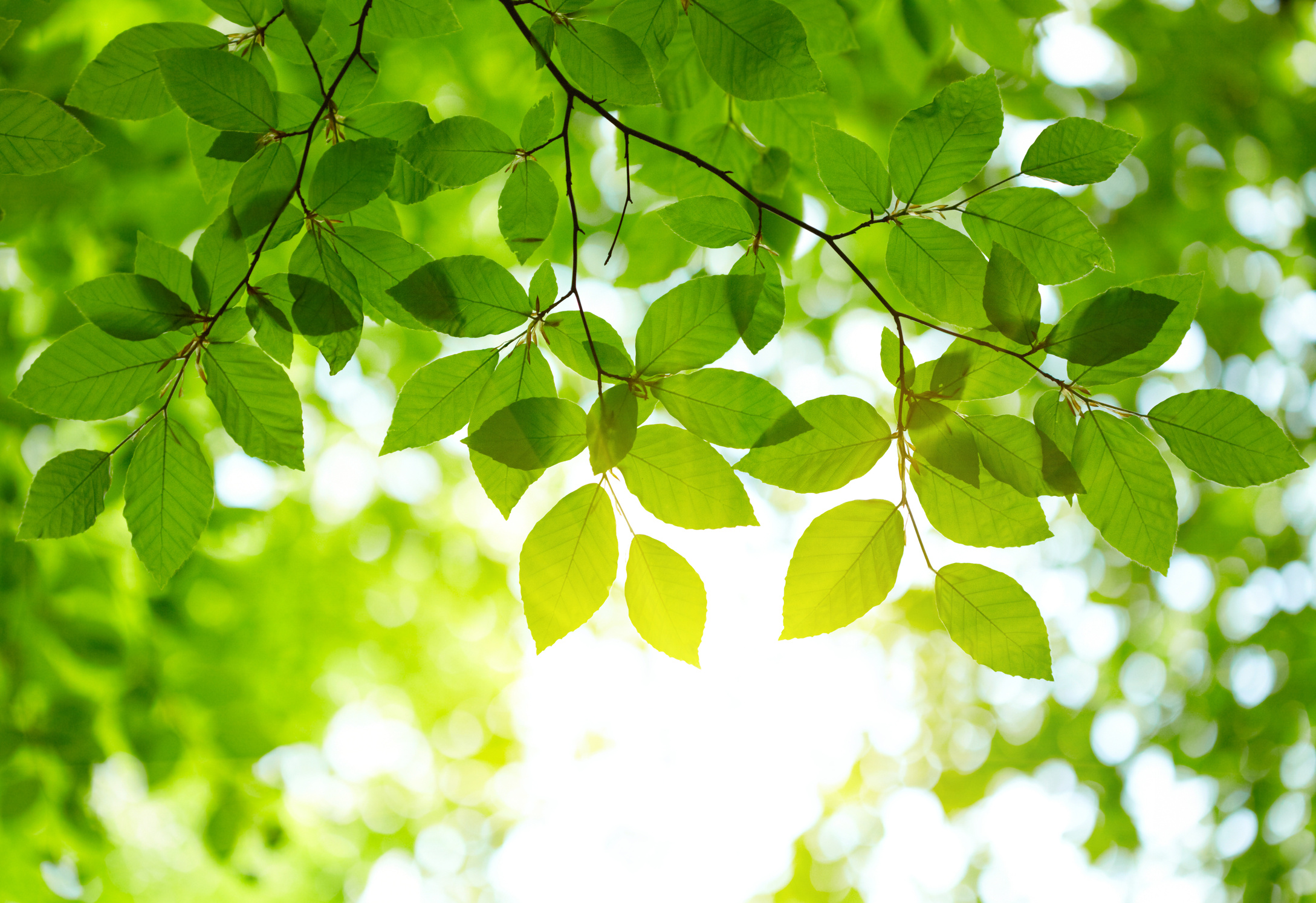 Green leaves background