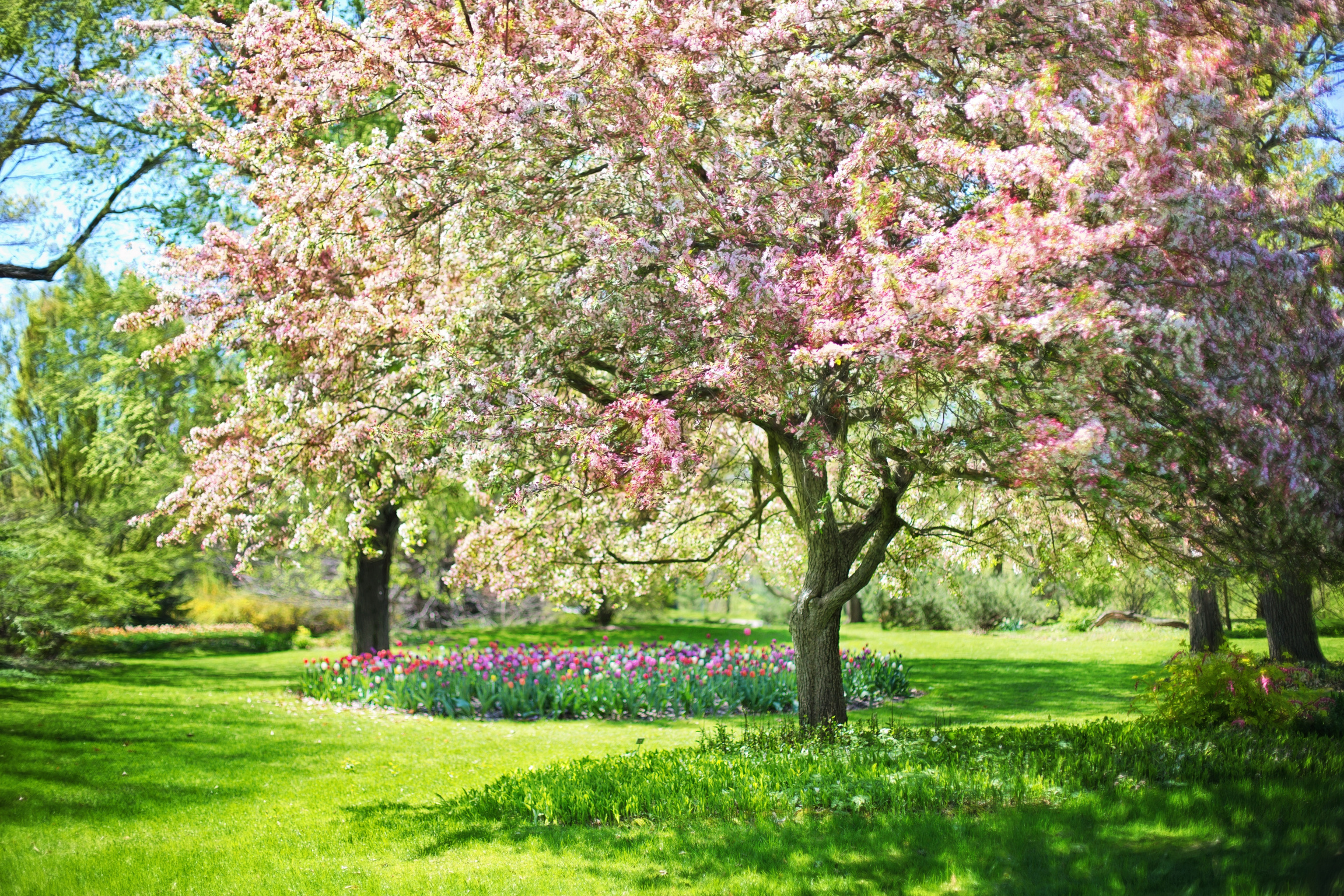 Pink Flowers in Spring